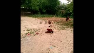 петушиные бои