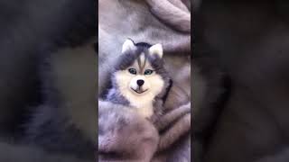 Милые хаски ))