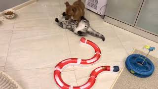 Cat & puppy