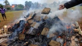 ¡Todos locos! Quemaron toneladas de marihuana y drogaron a un pueblo entero