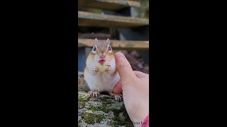 포도 먹는 다람쥐 팔꿈치 만지기 Touching Chipmunk's Elbow While She Eats A Grape