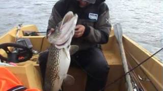 Pike 10200 gramm. 110 sm. Большая щука