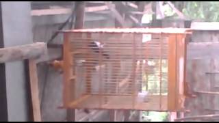 kacer pas bunyi di rumah