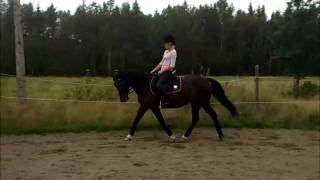 Maja och Kopia, dressyr 5/9.