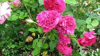 Rose WILLIAM SHAKESPEARE (ВИЛЬЯМ ШЕКСПИР роза)