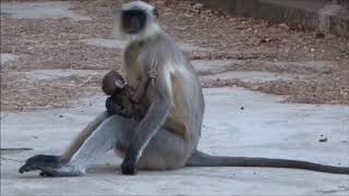 A Langur mother with her newborn