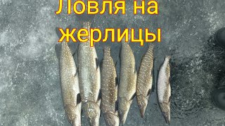 Ловля щуки на жерлицы в феврале