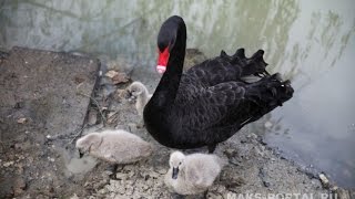 Самые грациозные птицы: черные лебеди дали в Сочи потомство