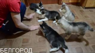 БЕЛГОРОД хаски