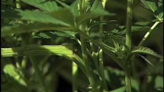 Super-Cropping: Medical Marijuana Cultivation 102