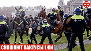 СНОШАЮТ КАКТУСЫ ЕЖИ