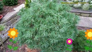 Сосна веймутова Тини Кёрлс. Краткий обзор, описание характеристик pinus strobus Tiny Curls