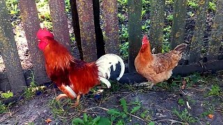 Петух и Курица. Деревенские Футажи. Петух и Курица Видео. Футажи для видеомонтажа