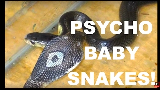 BABY SNAKES Hissing Like Psychos! 2 Thailand Cobras ?? | ThaiPulseCom