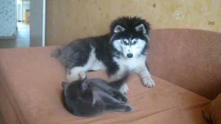 My Siberian husky and cat