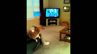 Cooper howling along with Geico pig commercial
