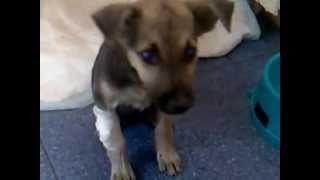 Verletzter Hund Bahnhof Gorlovka - Щенок с ЖД
