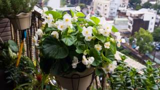 Begonia semperflorens