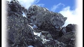 THE LAST SNOWLEOPARD - the illegal trade /hidden cameras...www.wildlifefilm.com