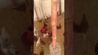 Slaughter of first chicken from my Farm| Desi Murgion ki Party