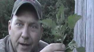 Wild Edibles - Lamb's-Quarters