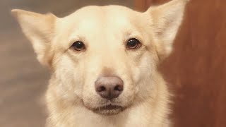 Smart doggie communicates with human in unusual way
