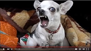 ТАКУЮ НЕ ПОГЛАДИШЬ! Чихуахуа охраняет щенков. Odessa.