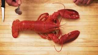 Comment décortiquer le homard