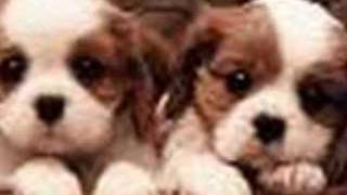 Cute Puppies