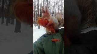 Ещё один ролик про Ушастика и мех / Another video about Ushastik and fur