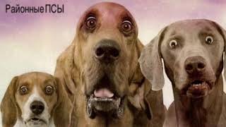 Районные ПСЫ -#ПСУ (ПадикСлаваИУсы) ПРЕМЬЕРА!!! ОТРЫВОК ИЗ ПЕСНИ