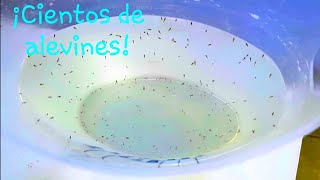 Reproduccion del pez payaso / Capítulo 2 / Acuarios 4k