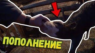 ✅У нас ПОПОЛНЕНИЕ!!! // Отелилась корова // Купили гусей