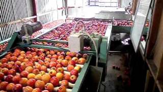 Wake's Fruit Co. Apple Packhouse. Brush dryer and Grading