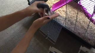 Домашние крысы хаски/ my rats husky new home