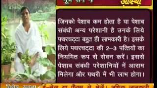 Patharchata पथरचट्टा