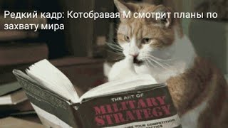 Коты захватят мир! — Прохождение игры Plague Inc. #4