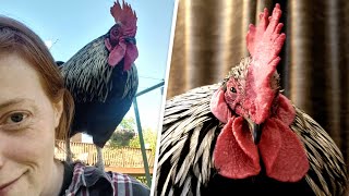 This chicken and his wife have unusual sleeping arrangements