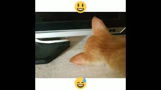 LIVE NONTON KEANEHAN ANAK KUCING DI DEPAN TV. #Shorts