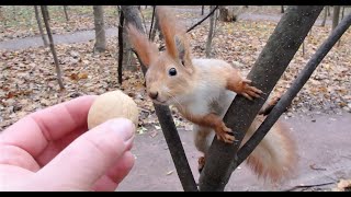 Белки. Короткие ролики / Squirrels. Short videos
