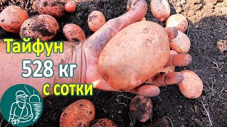Тайфун в жарком климате от посадки до урожая ???? Выращивание картофеля Опыт Гордеевых