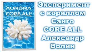 Коралл Санго - Эксперимент с кораллом - Александр Волин ?