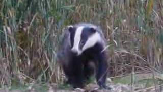 Badgers in Suffolk