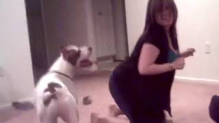 Girl playing with pitbull dog