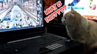 Cat help owener with jigsaw puzzle on laptop