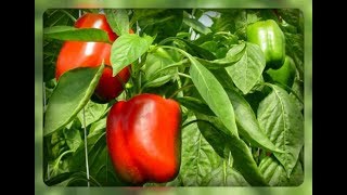 Перец в августе, небольшие секреты
