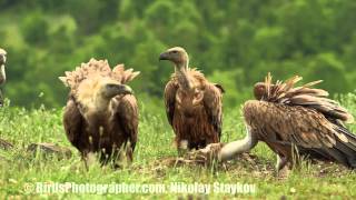 Белоглав лешояд (Gyps fulvus) Griffon vulture