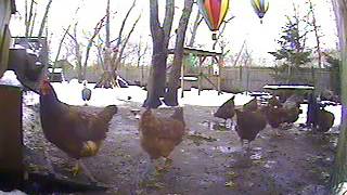 Justin tv Vasalini's Chicken Cam Archives5 6