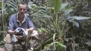 Which are the best socks for the jungle?