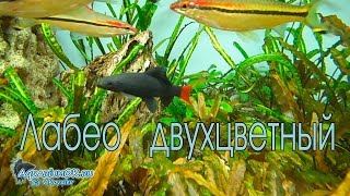 Лабео двухцветный (Epalzeorhynchos bicolor) и барбусы денисони (Sahyadria denisonii)